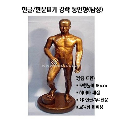 한글/한문 경락동인형(남성) 86cm